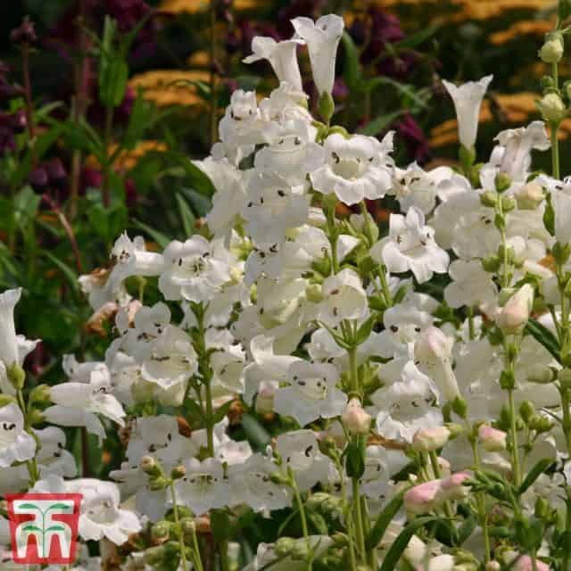 Penstemon 'Snowstorm'