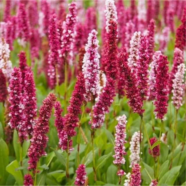 Persicaria affinis Darjeeling Red 