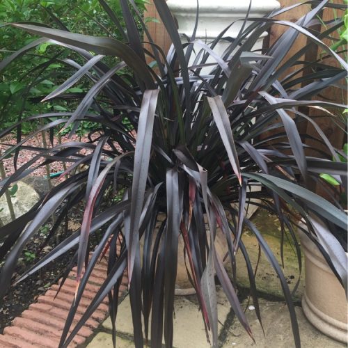 Phormium Black Velvet- New Zealand Flax