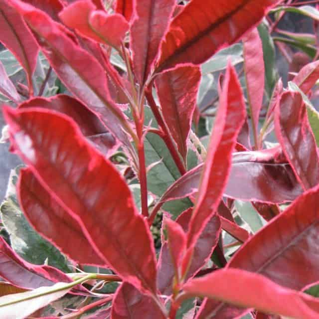 Photinia pink marble