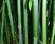 Phyllostachys Bissetii - Bamboo - 150-180cms (6ft) Large Specimen