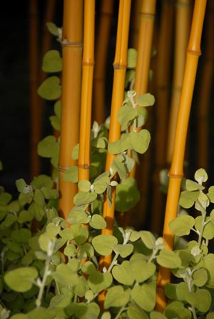 Buy Phyllostachys aureosulcata yellow bamboo