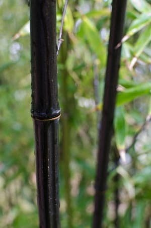Phyllostachys nigra - Buy black bamboo online