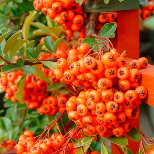 Pyracantha Plant - Orange Glow