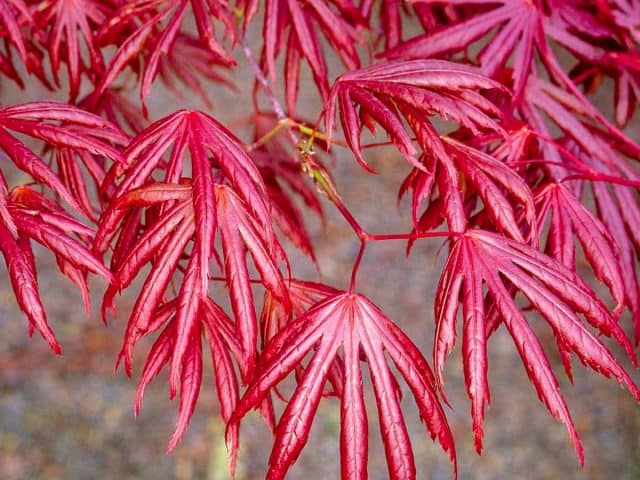 Red Japanese Maple Tree - Acer Palmatum Trompenburg