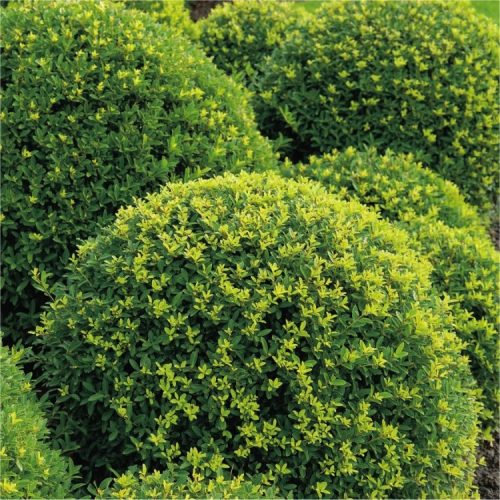SPECIAL DEAL - Topiary Ball - Ilex crenata - Dark Green Box leaved Japanese Holly Ball - LARGE
