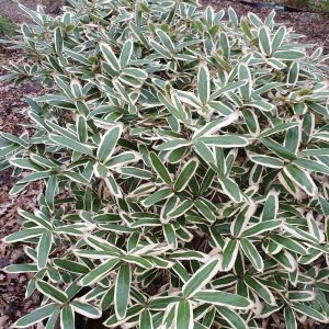 Sasa veitchii - Buy Veitch's hardy bamboo for UK gardens