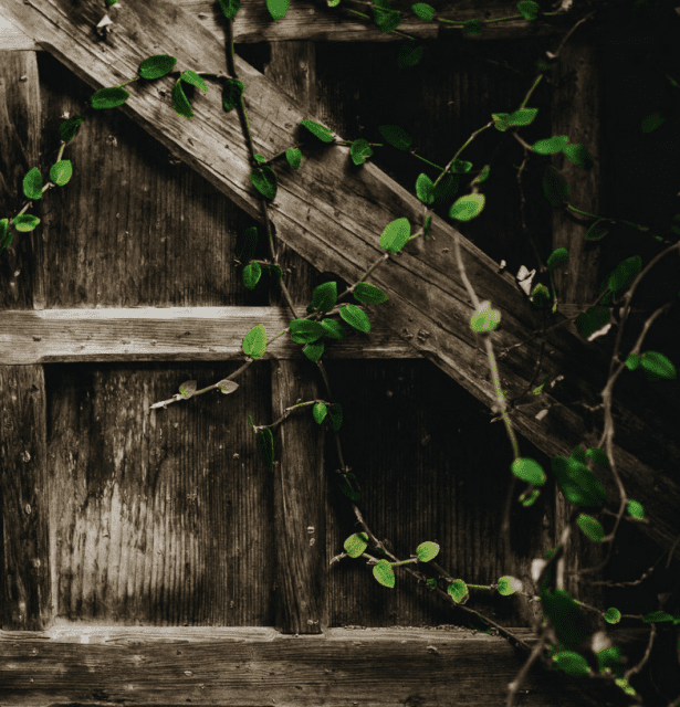 How To Stop Neighbour’s Plants From Growing Through Fence