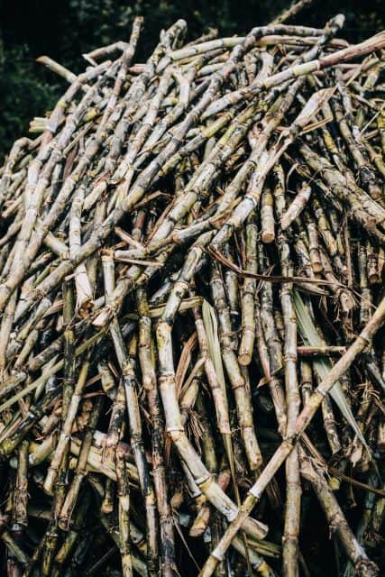 Can You Grow Sugar Cane In The UK?