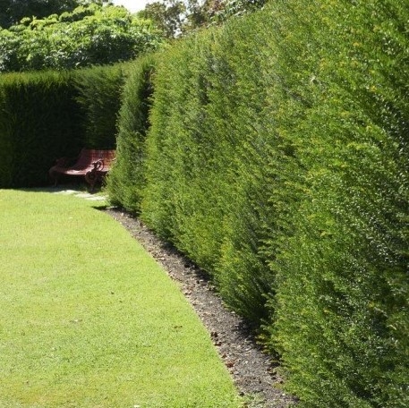 Taxus Baccata - English Yew - Pot grown bushy plants 50-60cms