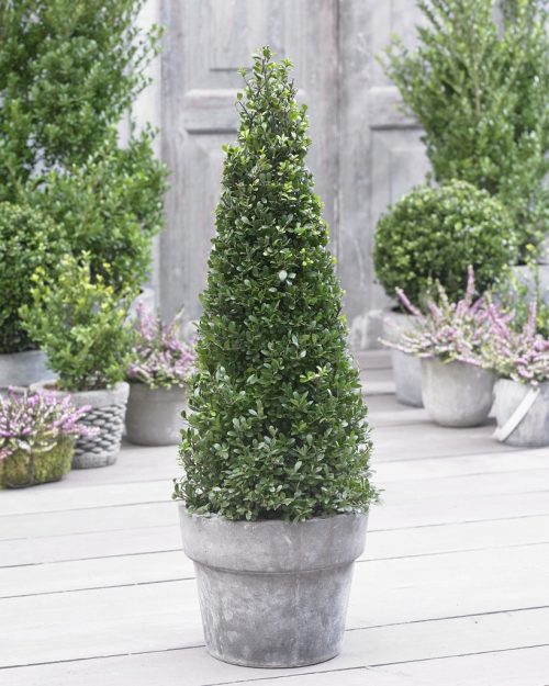 Topiary Ilex Crenata 'Dark Green' 50-60cm Pyramid