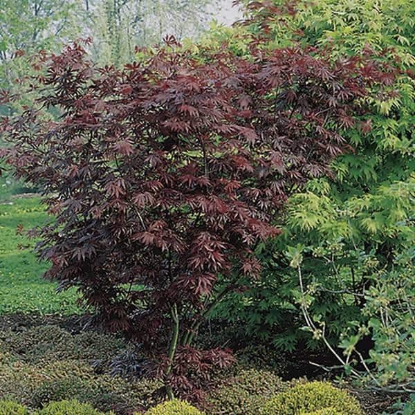 Trompenburg Acer Tree | 8.5L Pot | Acer Palmatum