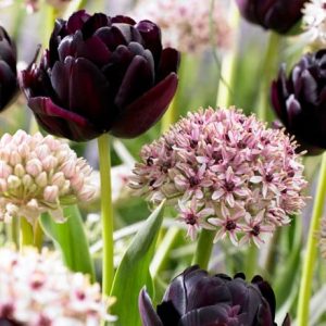Tulip Black Hero and Allium Silver Spring
