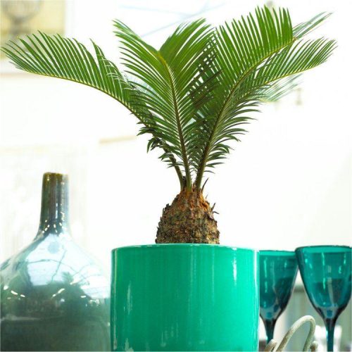 WINTER SALE - Baby Cycad - Cycas revoluta - King Sago Palm Tree - ideal for windowsill