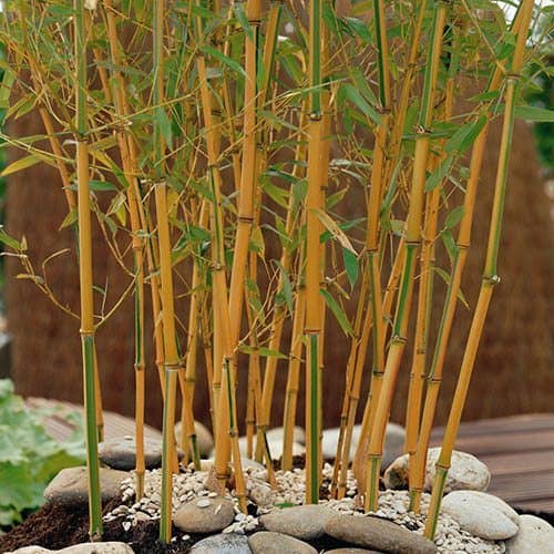 Yellow Bamboo Phyllostachys aureosulcata