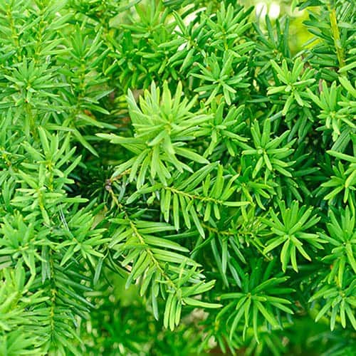 Yew Hedging Plant - Taxus baccata
