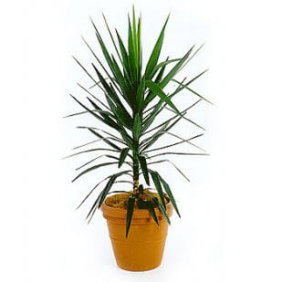 Buy Yucca elephantipes or Spineless Yucca online or for sale in the UK