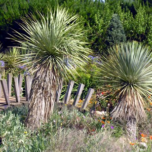 Yucca rostrata Beaked Yucca for sale in the UK