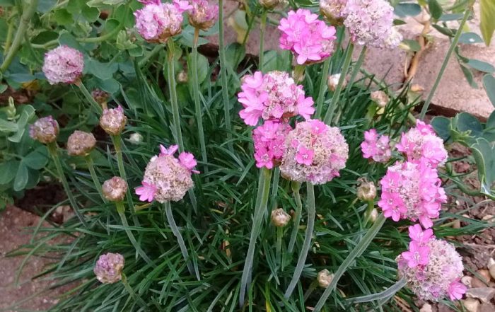 4 Pink Flowering Evergreen Plants for UK Gardens