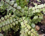 Unusual British Native Evergreen Ferns