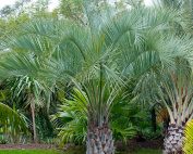 Butia capitata - Jelly Palm Trees