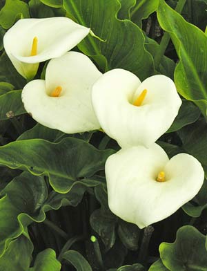 buy Zantedeschia aethiopica lily online