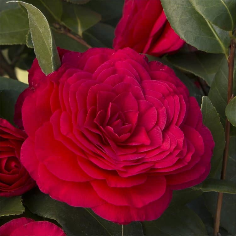 Camellia Japonica Bella Rossa