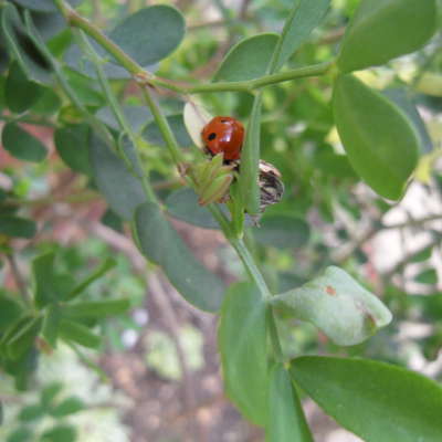 Coronilla valentina subsp glauca citrina march ladybird