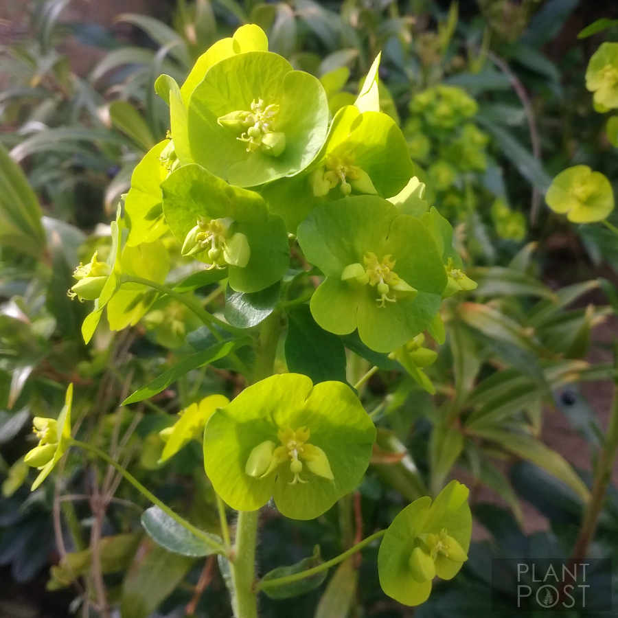 Euphorbia amygdaloides green winter flowers