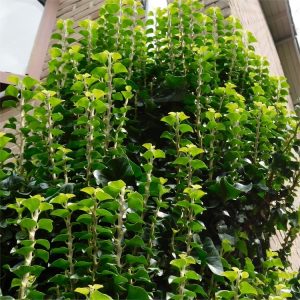 Hedera Helix Erecta English ivy - How to grow and where to buy