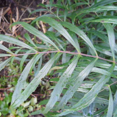Mahonia eurybracteata soft caress leaflets