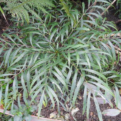 Mahonia eurybracteata soft caress young plant