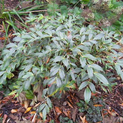 Mahonia gracilipes mature