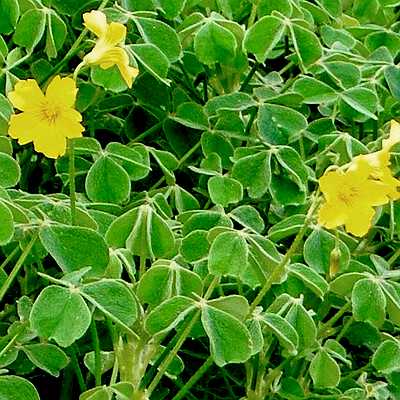 YELLOW FLOWERS OVER EDIBLE GREEN LEAVES.