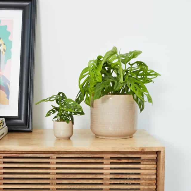 Plants for your office
