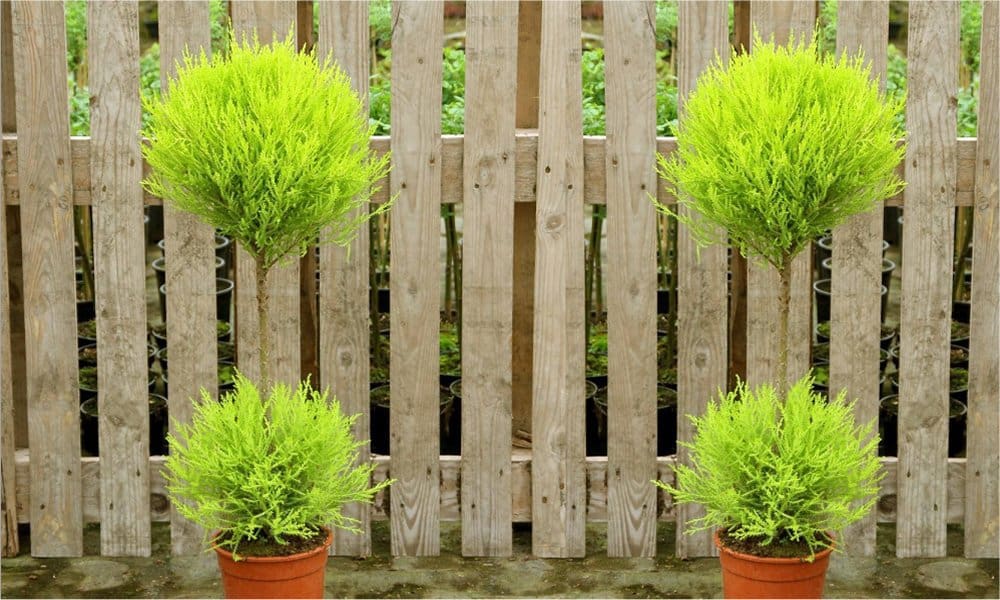 Topiary Cypress