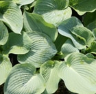 Buy Fire and Ice Hosta Online