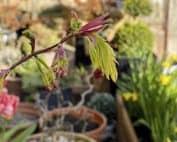 Propagating Acer Trees from Cuttings