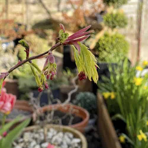 Propagating Acer Trees from Cuttings
