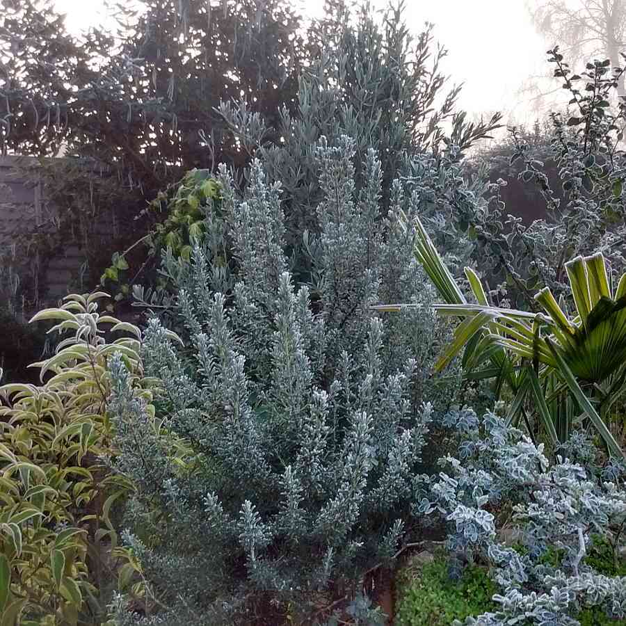 Rosemary in winter frost