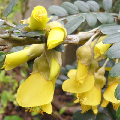 Sophora microphylla close up flowers