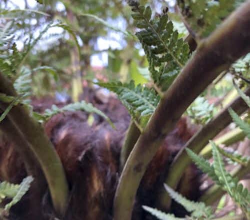 Can you grow tree ferns indoors?