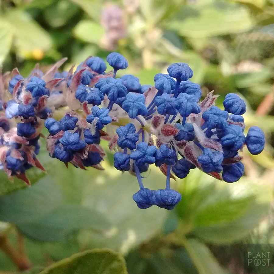 Trewithen blue sapphire buds