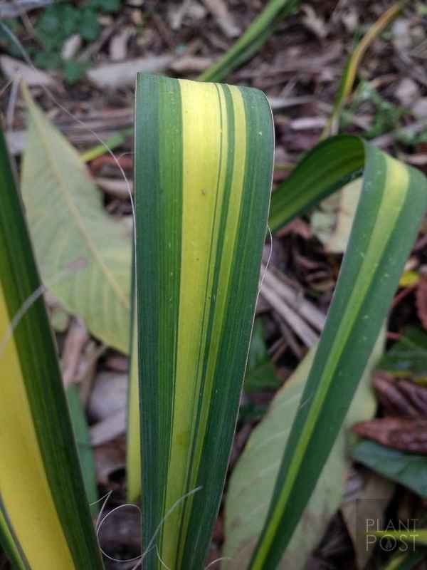 yucca filamentosa color guard