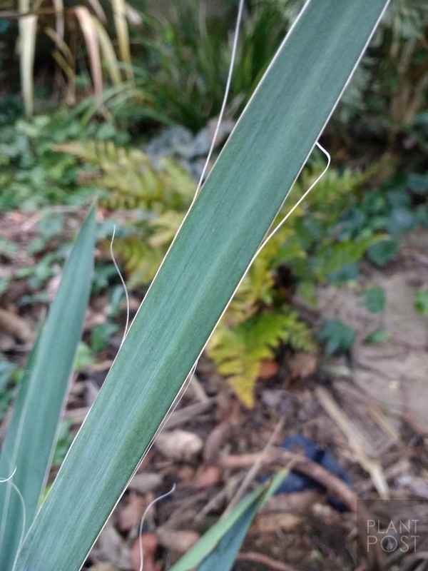 yucca filamentosa leaf detail