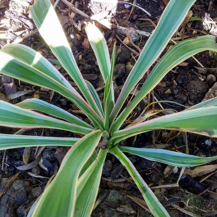 yucca gloriosa variegata